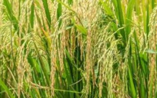 什么是再生稻，种一茬能收获两回的水稻