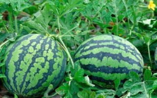 西瓜生长期需要什么肥料，幼苗长出2片真叶后每株可施氮8-10g