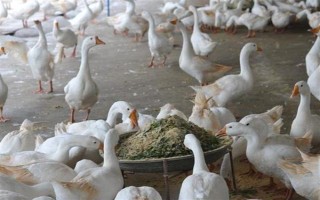 鸭子在夏季容易死亡的原因,一般是高温、养殖密度大、感染病害等因素所致