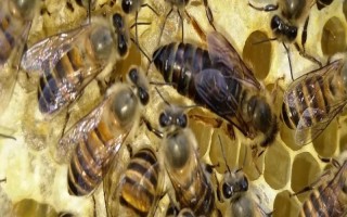 蜂王关起来会饿死吗，把蜂王关起来工蜂也会给它喂食