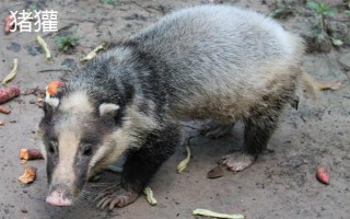 猪獾和狗獾的区别，外形、科属和分布均不同