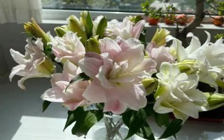 百合花能否在室外过冬,气温超过0℃才能养在室外