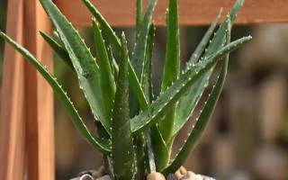 芦荟花如何养殖，在春秋冬三季为其提供全日照养护