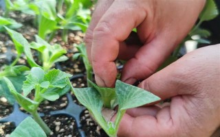 西瓜苗在几叶摘心，在7-10片叶子摘心