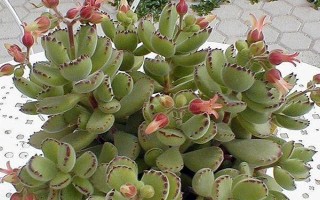 熊童子叶子发黄怎么处理，要适当控水并保证光照