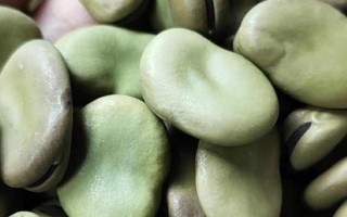 蚕豆的种植方法,春播一般在3月中下旬至4月上旬播种