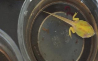 角蛙的生长发育全过程，从蝌蚪到幼体再到成体