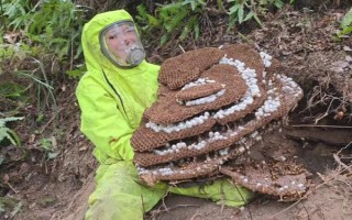 虎头蜂防蜂服的价格，一套需要180-240元左右