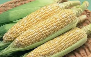 翔玉16玉米种子介绍,生育期135.9天