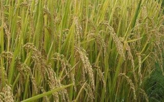 玉粳26号水稻种子介绍，全生育期182天