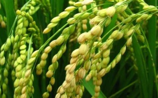 扬9优792水稻种子特点，中抗稻瘟病