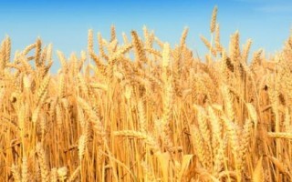 冬种小麦区域如何划分,通常根据气候划分成三个区域