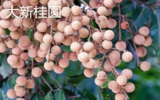 哪里产出的桂圆又甜又好吃，楼坝桂圆清甜可口深受消费者欢迎