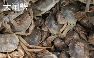 膏蟹和大闸蟹哪个更好吃，两个各有千秋