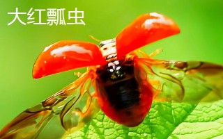 瓢虫益虫和害虫分类,害虫有二十八星瓢虫、波氏裂臀瓢虫等