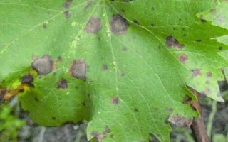 葡萄叶子的常见病害，常见的有炭疽病、白腐病等