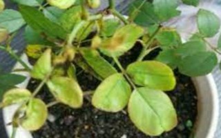 月季花叶子发黄是什么原因，可能是浇水不当或施肥错误等