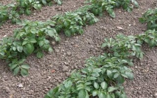 马铃薯的产地，甘肃、宁夏、东北等地方为主产区