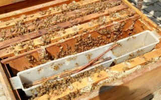 芝麻蜜是一种什么蜜，是蜜蜂采集芝麻花蜜酿制而成的