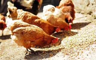 喂鸡用生米还是熟米饭,生米和熟米饭均可饲喂