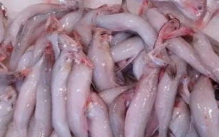 水电鱼的学名，学名叫龙头鱼