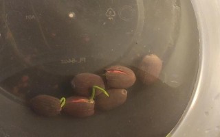 怎么种碗莲种子，播种前需将种子外壳磨破