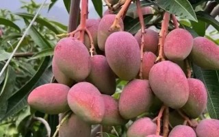 低温对芒果的危害，会造成花药不裂开、柱头受损伤等