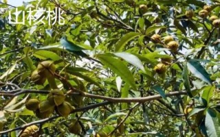 山核桃和核桃的区别，生长环境和产地均不同