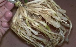 吊兰换盆要注意什么，剪除烂根等伤口愈合再上盆