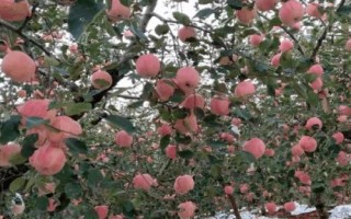 大凉山丑苹果有几个品种，主要有嘎啦、红将军、红富士这3个品种