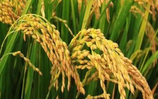 美香两优香丝水稻种子简介，一般6月上旬—6月中旬播种