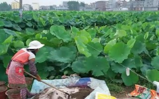 莲藕间隔多久浇一次水,每7天浇水一次即可