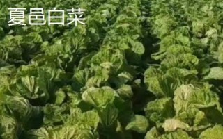 河南省夏邑县的特产，夏邑白菜是全国农产品地理标志