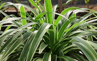 吊兰草的换盆方法，要每隔1-2年给其翻盆换土一次