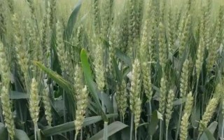 禾丰3号小麦品种的特性，全生育期225.2天