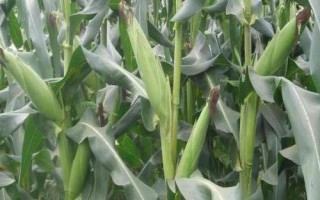 世大8207玉米种子介绍,夏播适宜在5月中旬前播种