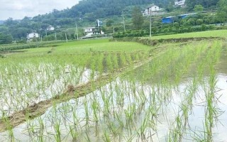 水稻插秧后的田间管理方法，大苗移栽后可以灌深一些水