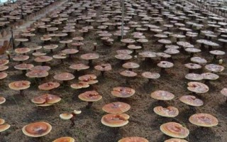 灵芝生长需要什么环境，温度要达到25-30℃