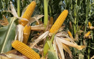 科腾615玉米种子简介，注意防治玉米螟