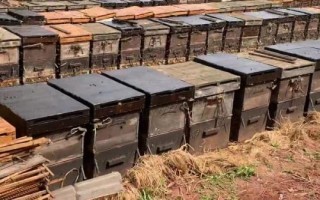 蜂箱内有巢虫如何处理，巢虫较多时要换箱换脾