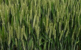 宁麦24小麦种子特点，每亩基本苗以15－16万为宜