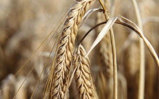 扬辐麦4号小麦品种简介，每亩基本苗16万左右