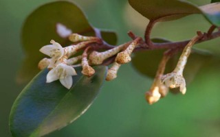 木半夏与胡颓子有什么区别，植物类型、叶片、花朵等方面均不同