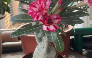 沙漠玫瑰怎样剪枝,抹芽处理是剪枝的基本要求