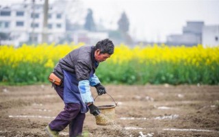 怎么用地膜种玉米，育苗移栽需要先栽苗再覆膜