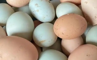 母鸡被踩背后过多长时间会产蛋，经过48小时左右便可生产