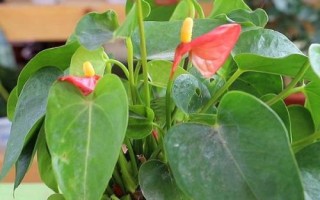 红掌怎么繁殖，主要途径为播种育苗