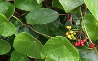 千金藤的分布，以野生为主