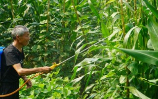 怎么防治玉米的虫害，轮作倒茬、清洁田园可减少初侵染源