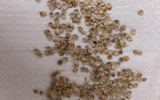 香菜催芽播种的方法，根据当地的气候环境选择合适的品种